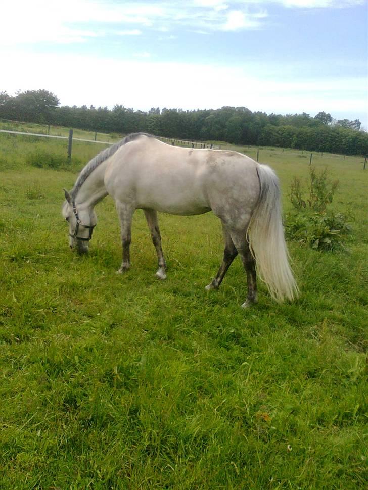 Hollandsk Sportspony Bertha billede 9