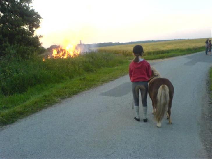 Shetlænder Prins - Farvel herfra (: billede 18