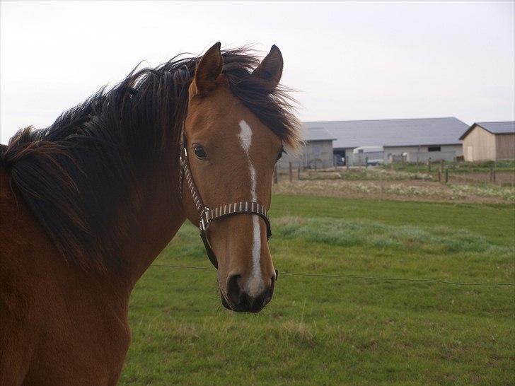 Anden særlig race Dyssegaardens Ameidy † - Velkommen. :) billede 1