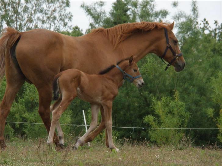 Anden særlig race Dyssegaardens Ameidy † - Tre dage gammel billede 2