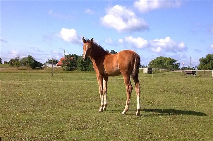 Anden særlig race Dyssegaardens Ameidy † billede 3