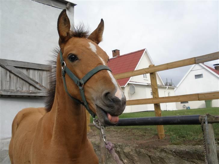 Anden særlig race Dyssegaardens Ameidy † billede 4