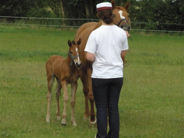 Anden særlig race Dyssegaardens Ameidy † billede 6