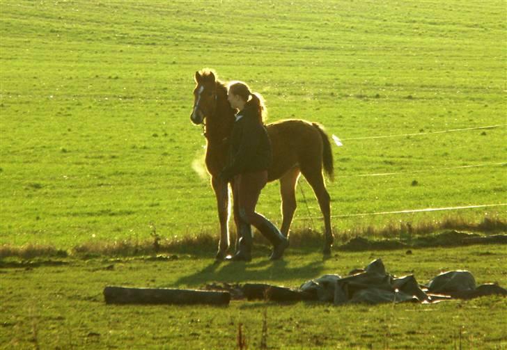 Anden særlig race Dyssegaardens Ameidy † - Lige da Ameidy ankom til sit nye hjem. dec. 09 billede 7