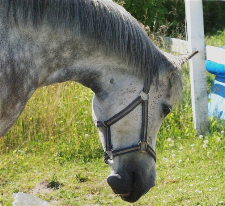 New Forest Rødtjørns Shakira billede 13