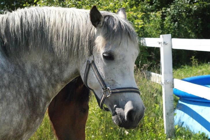 New Forest Rødtjørns Shakira billede 14