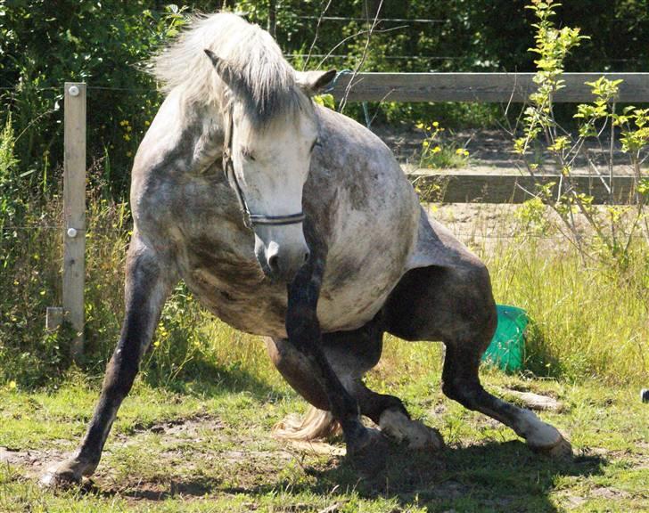 New Forest Rødtjørns Shakira billede 19