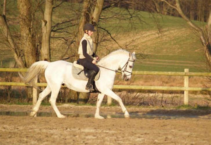 Anden særlig race Bella *SOLGT* - Nyeste nye .. <3 dressur billede 12