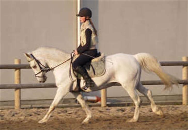 Anden særlig race Bella *SOLGT* - Nyeste nye .. <3 dressur billede 13