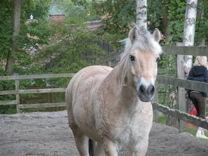 Fjordhest zeus<3 - Billede02; zeus på løbefolden <3 såé glad i: billede 2