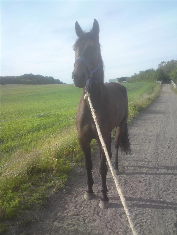 Traver U C Prince  (Solgt) - Dagen efter jeg havde købt. hvor vi er på vej ned til folden. Hos travneren Anders F Jensen billede 1