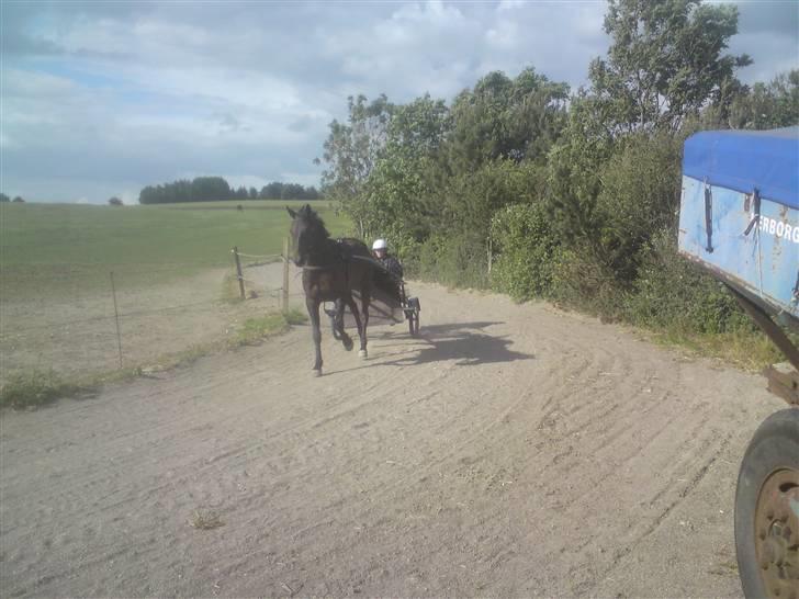 Traver U C Prince  (Solgt) - så er jeg ude og træne med ham på hjemmebanen hos travtræner Anders F Jensen billede 2