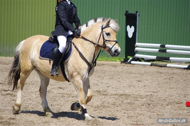 Fjordhest zeus<3 - Billede06; til stutsborg stævnet d. 14/6-09 (: du var så sød til stævnet, og vildt nuttet billede <3<3<3 elsker dig, min zeus i: ©emma nyegaard hansen billede 6