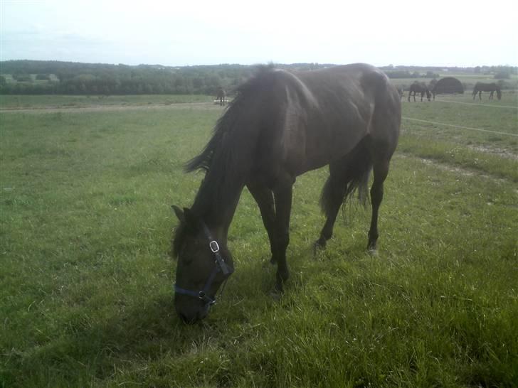 Traver U C Prince  (Solgt) - på folden hos travtræneren Anders F Jensen billede 3