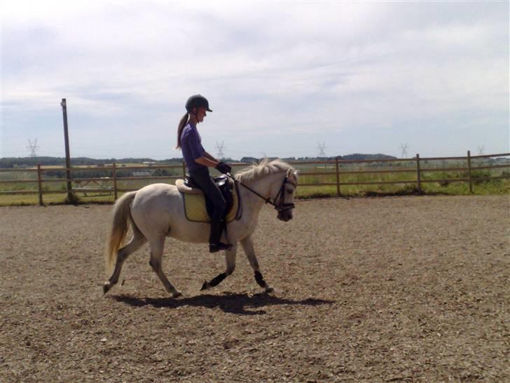 Anden særlig race Snehvide - 1# I fin trav :D   Foto : Kathrine<3 billede 1