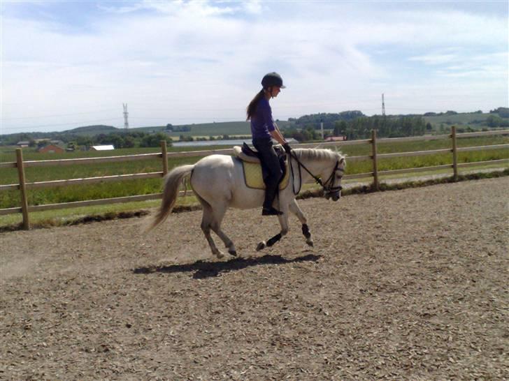 Anden særlig race Snehvide - 4# Galop - vi træner med at han skal galopere op-ad-bakke, og det bliver bedre ;)    Foto : Kathrine<3 billede 4