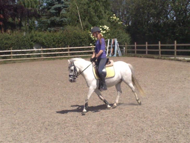 Anden særlig race Snehvide - 9# Trav    Foto : Kathrine<3 billede 9