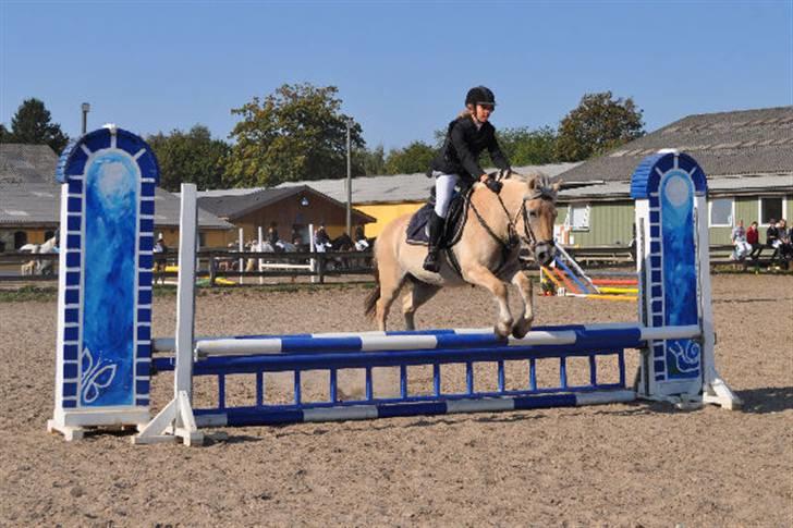 Fjordhest zeus<3 - Billede14; block&zeus til stutsborg den 20 september (: 70 cm, 2 uplaceret <3 du var såé sød!  billede 14