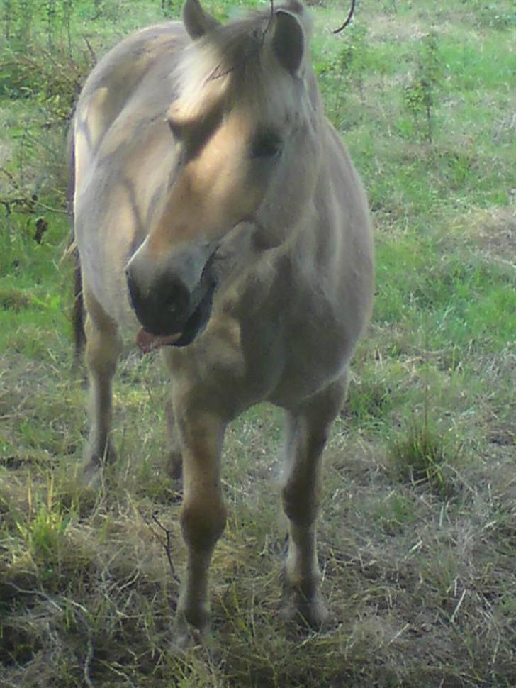 Fjordhest zeus<3 - Billede19; da jeg var ude at besøge ham på sommerfolden d. 2/8-09 <3 JEG ELSKER DIG i: billede 19