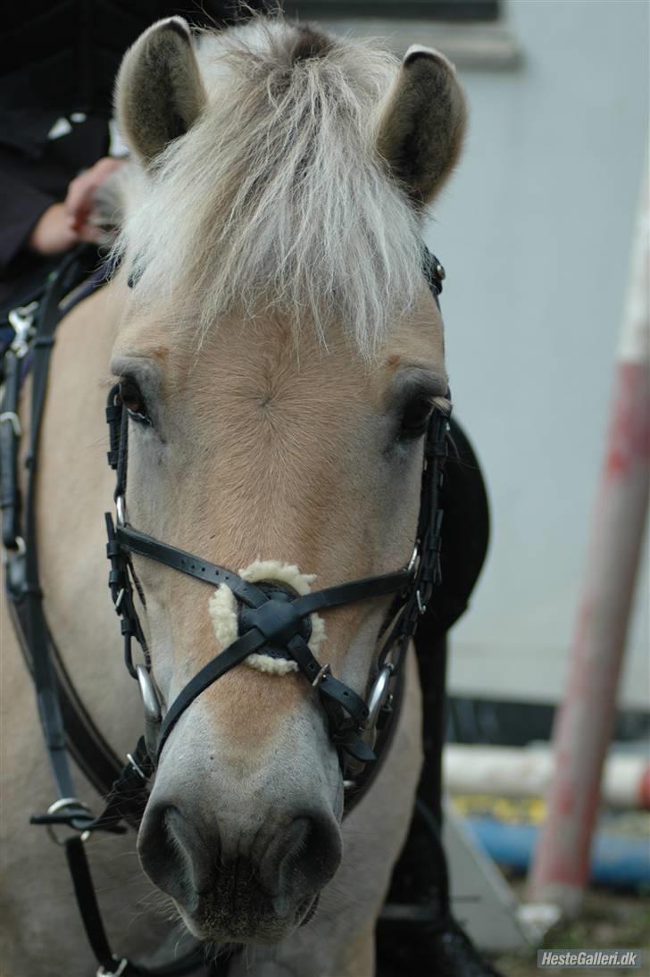 Fjordhest zeus<3 - Billede20; fordi; jeg elsker den her pony mere end nogen anden i´; & han har lært mig alt hvad jeg kan idag! <3 billede 20