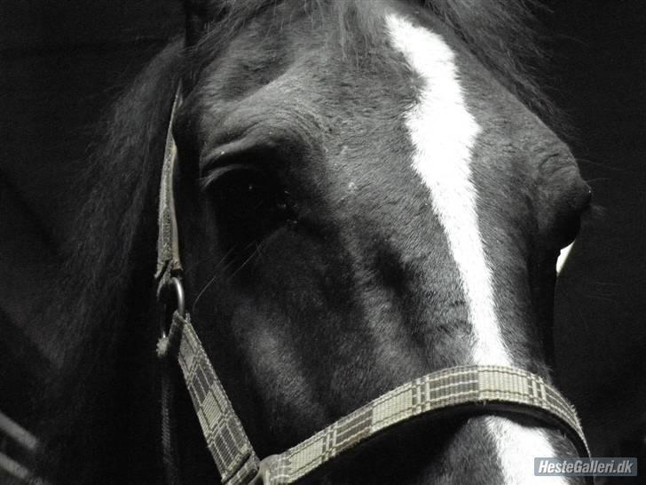 Hollandsk Varmblod Rosita - VSR  - Foto: Sandra billede 16