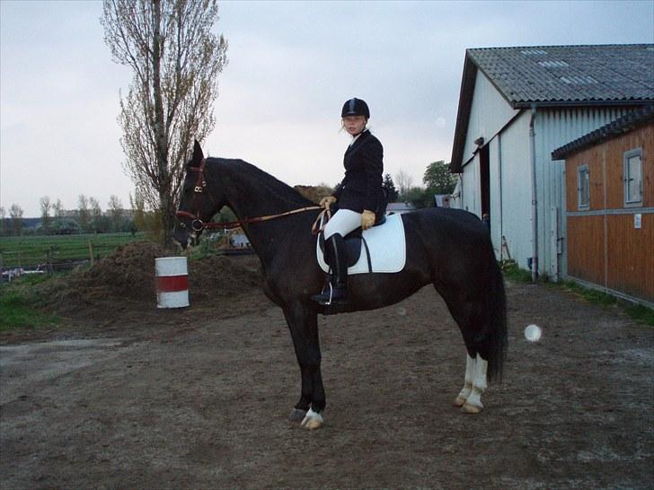 Hollandsk Varmblod Rosita - VSR  - En fint parade :) billede 17