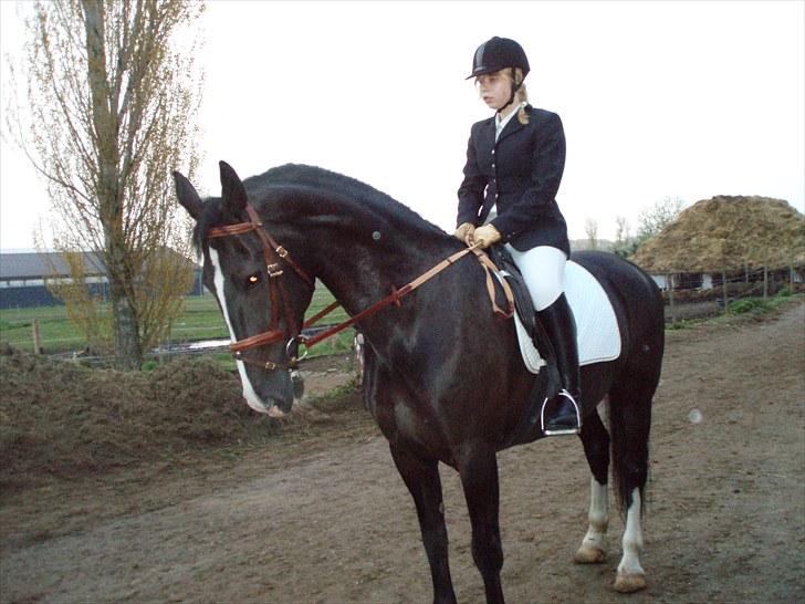 Hollandsk Varmblod Rosita - VSR  - til bidet :) billede 18