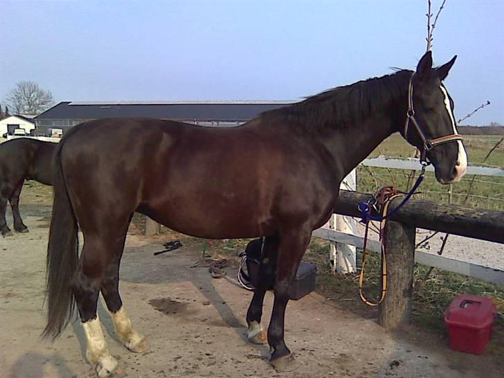 Hollandsk Varmblod Rosita - VSR  - Ude ved striglebommen billede 19