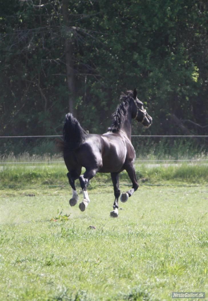 Hollandsk Varmblod Rosita - VSR  - My Flying Dutchman ;-) Foto: SAC billede 20