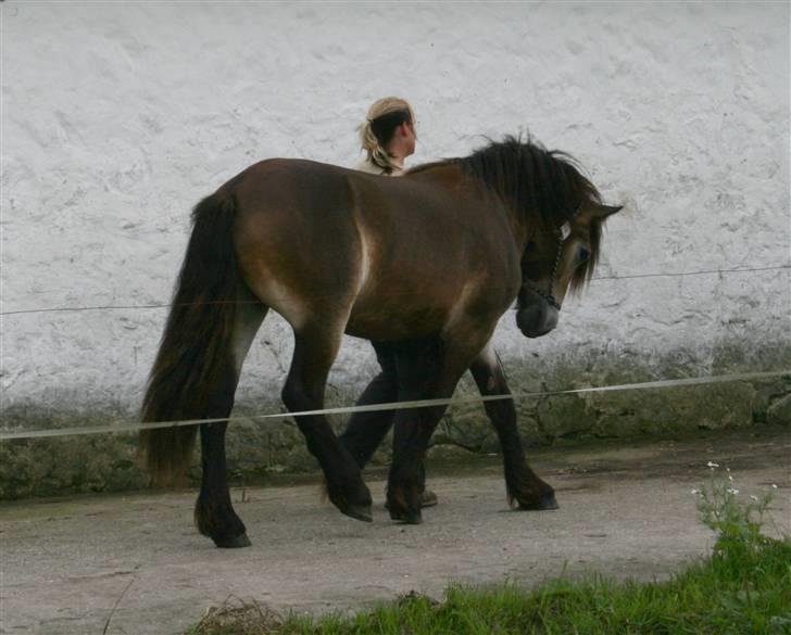 Nordsvensk Skovhest Ohm - Kåring ved svensk dommer 1.september 2009 som 1-års, Fik 38 point/1.klasse og blå roset. Han havde Lidt for fine træk ift hingsteemne, og en kort hals, men ellers retstillet, god skulderfrihed, samt let trav,  og fremadgribende, energisk skridt. billede 17