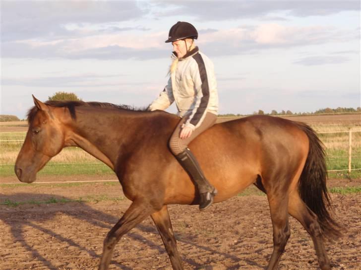 Fuldblod (XX) Mufasa R.I.P billede 20