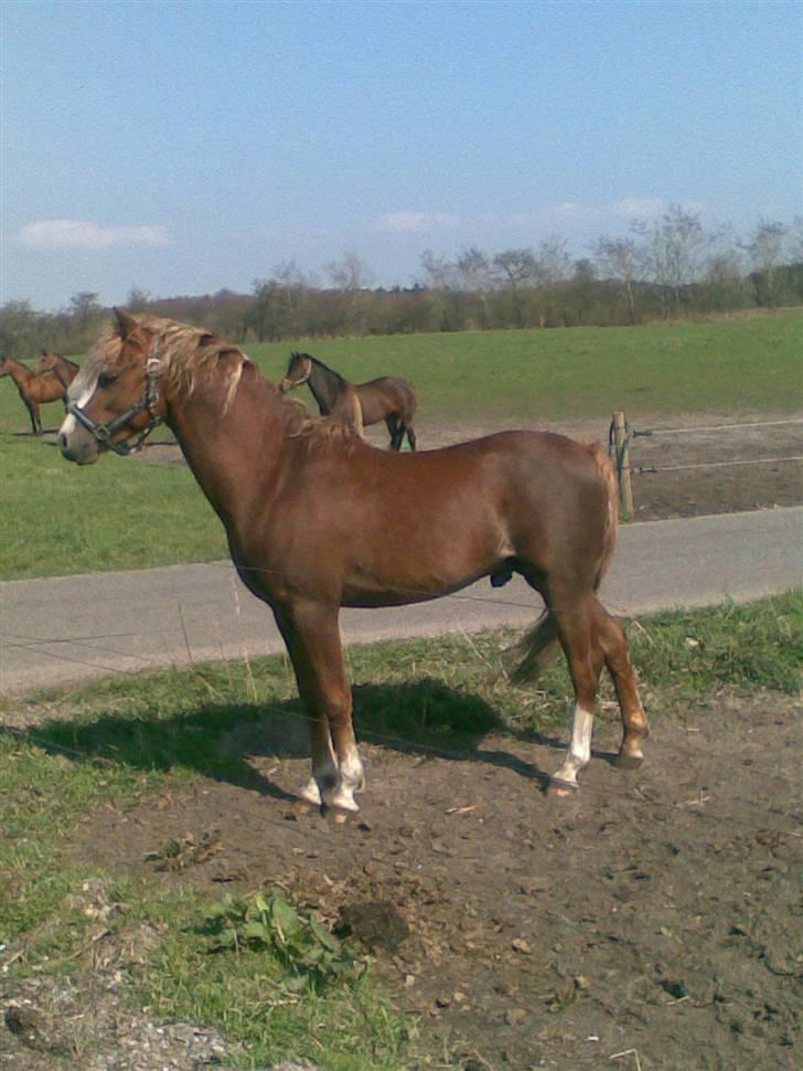 Welsh Pony (sec B) Bjerregårds Xenox  - Xenox der har øje på noget (: billede 8