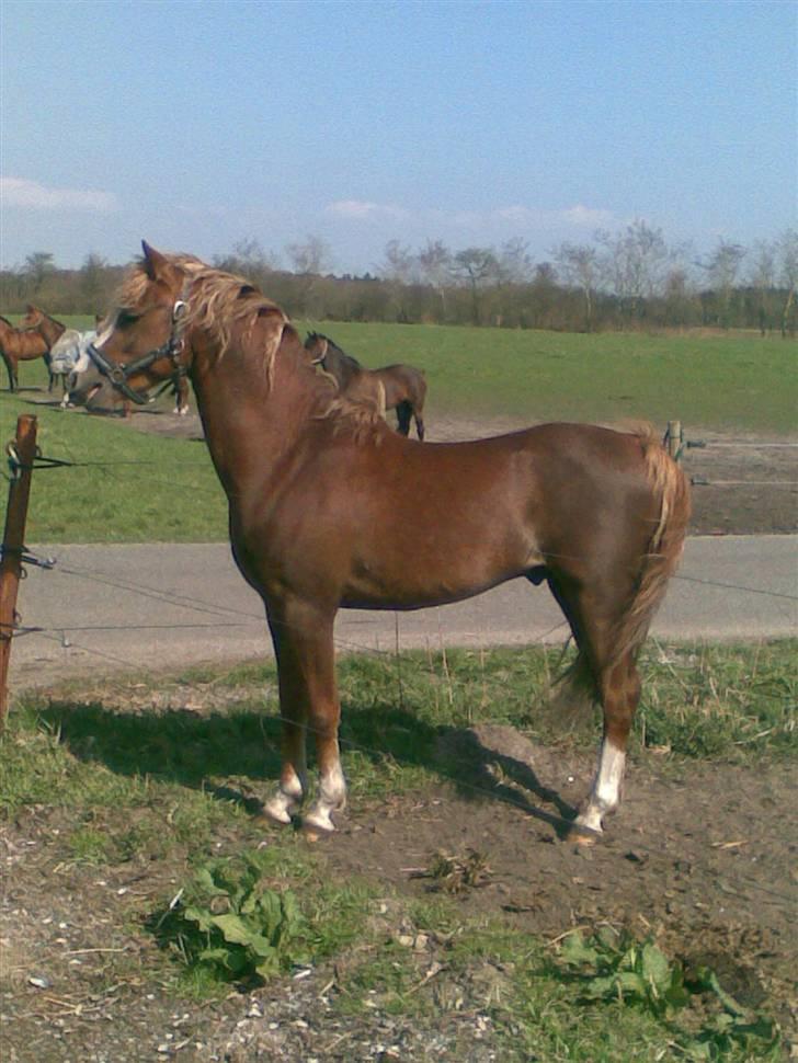 Welsh Pony (sec B) Bjerregårds Xenox  - Xenox der har øje på noget (: billede 9