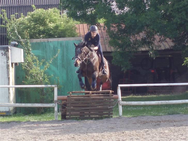 Tysk Varmblod round about (SOLGT) billede 16