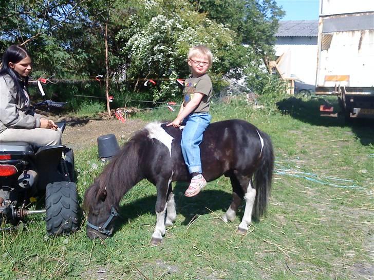 Shetlænder Speedy billede 2