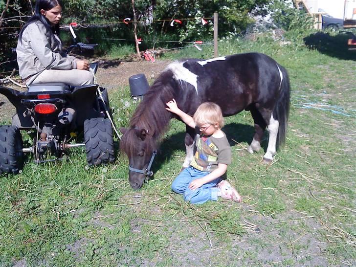 Shetlænder Speedy billede 3