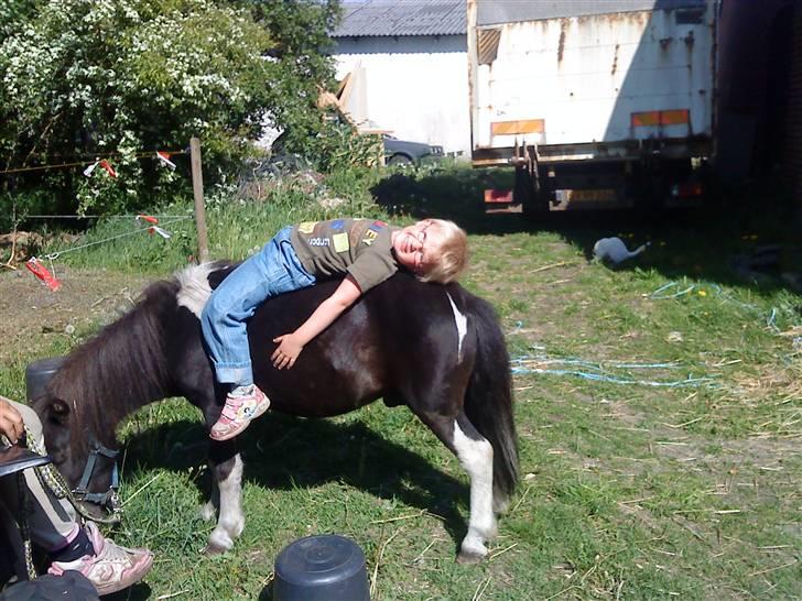 Shetlænder Speedy billede 4