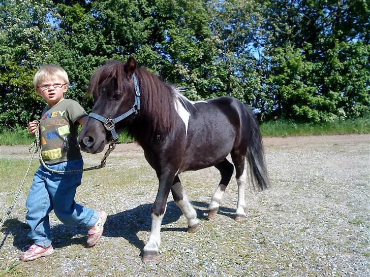 Shetlænder Speedy billede 7