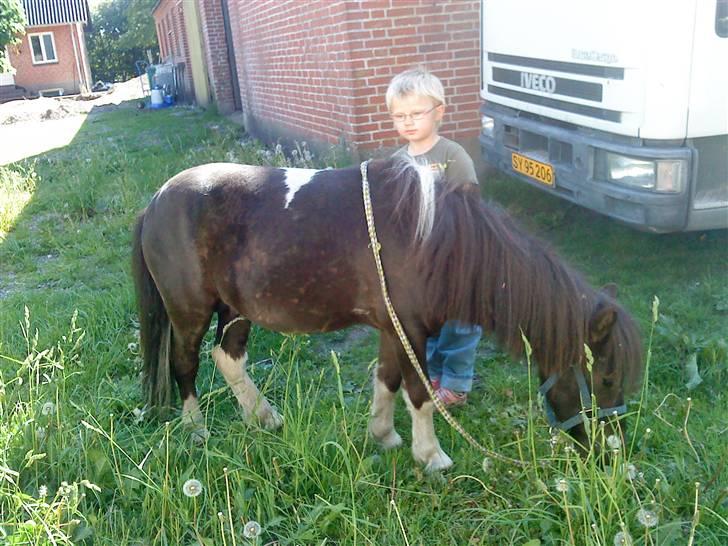 Shetlænder Speedy billede 8