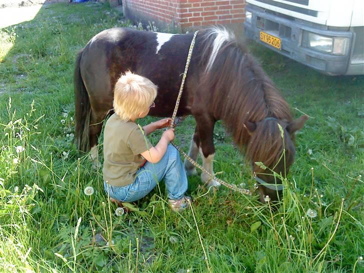 Shetlænder Speedy billede 9