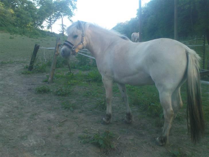 Fjordhest Annabell Solgt!! billede 1