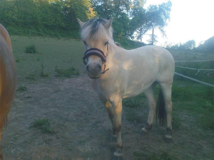 Fjordhest Annabell Solgt!! billede 2