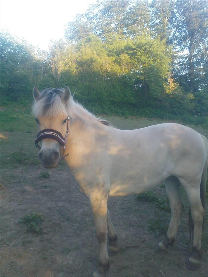 Fjordhest Annabell Solgt!! billede 3