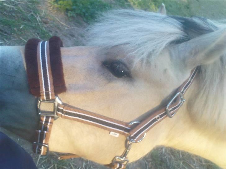 Fjordhest Annabell Solgt!! billede 4