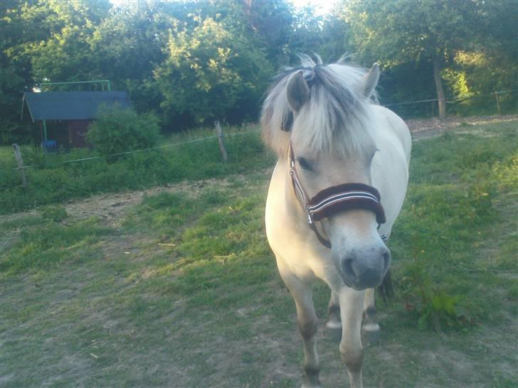 Fjordhest Annabell Solgt!! billede 5