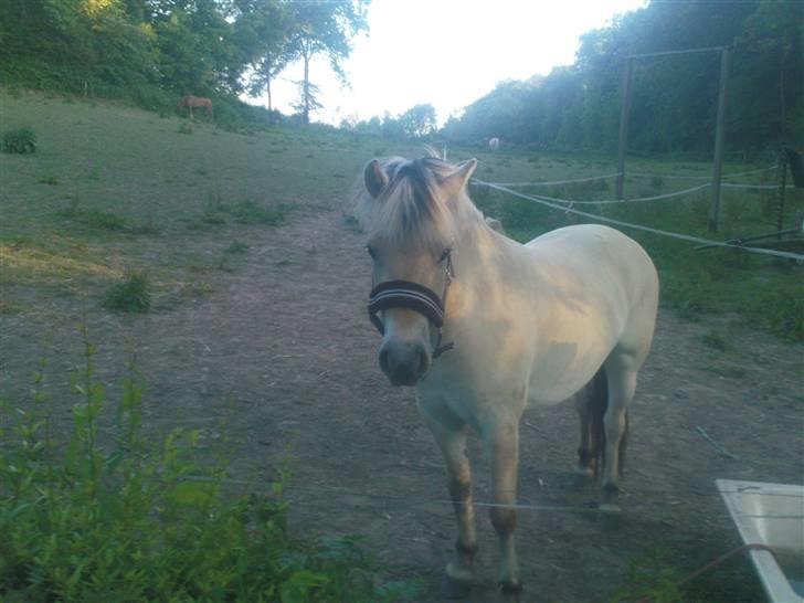 Fjordhest Annabell Solgt!! billede 6