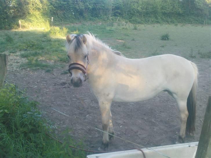 Fjordhest Annabell Solgt!! billede 7