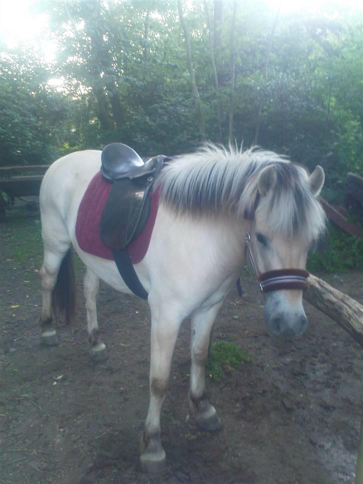 Fjordhest Annabell Solgt!! billede 8