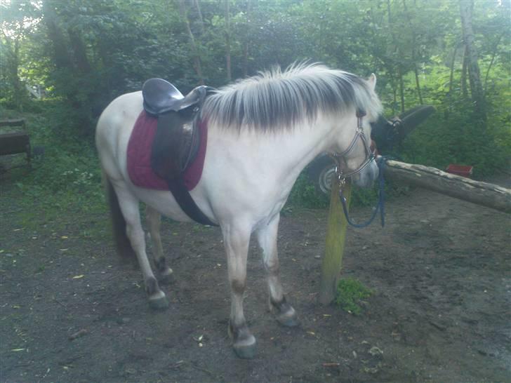 Fjordhest Annabell Solgt!! billede 9