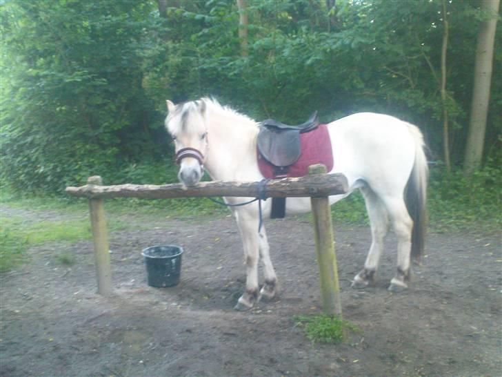 Fjordhest Annabell Solgt!! billede 10